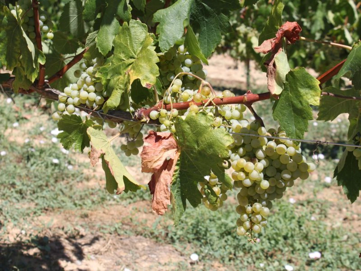 Vineyard with the best white grapes for the production of cava from the Penedes region (Catalonia)